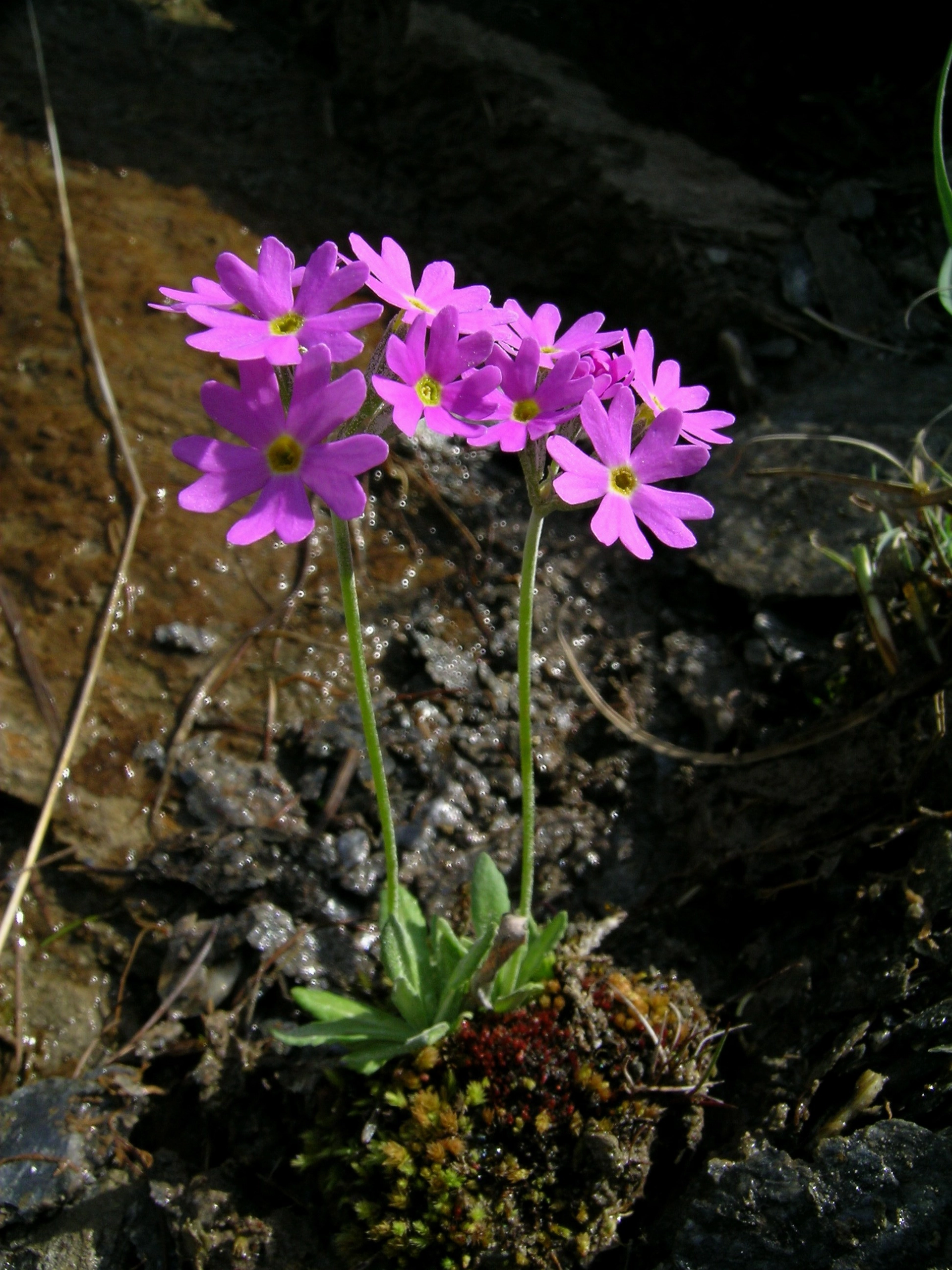 Bird’s-eye Primrose (Primula farinosa)This is one of the few primroses to thrive in wet environments; leaves are all united in a basal rosette and the lower page has a powdery-white appearance.